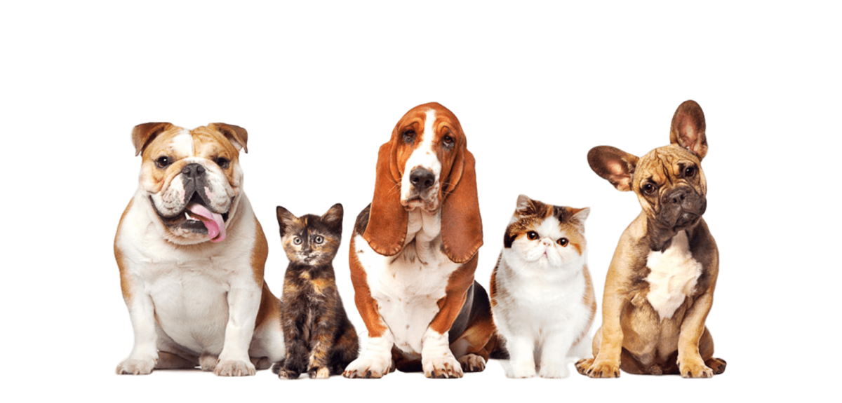 Kenel free Dog Boarding K9 Safari